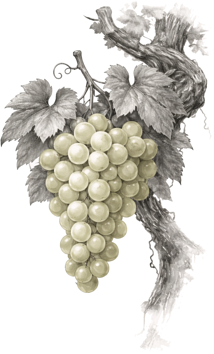 Weißweinreben
